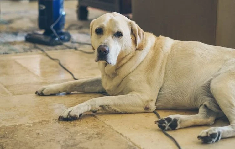 Understanding Pet Behavior and Flooring Damage