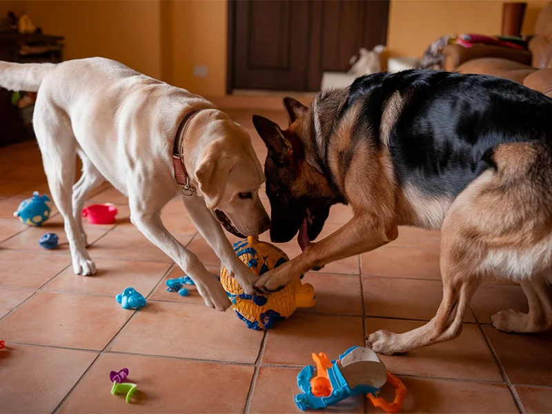 Types of Tiles Ideal for Pet-Friendly Homes